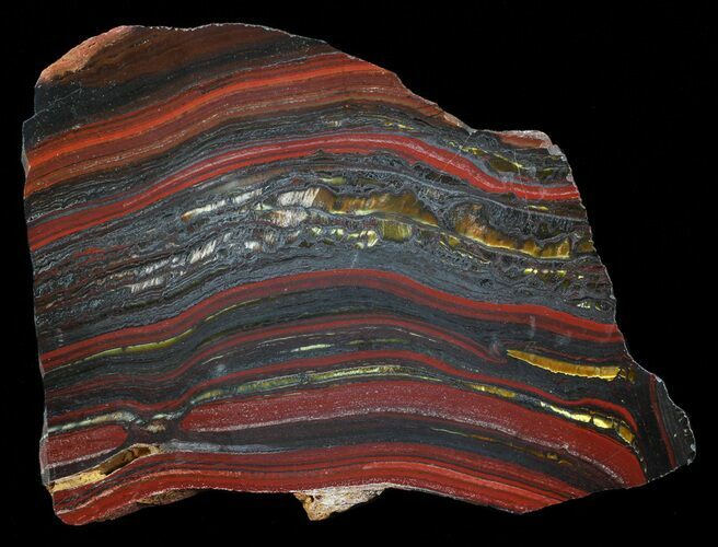 Polished Tiger Iron Stromatolite - ( Billion Years) #62779